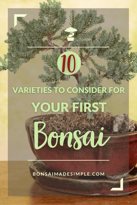 When learning how to bonsai, beginners can feel overwhelmed with deciding what varieties to choose for their first bonsai trees. Look to Bonsai Made Simple’s guide for 10 excellent picks for beginner bonsai plants. Discover top choices for both indoor and outdoor varieties, as well as what makes each a good subject for bonsai. | #bonsaimadesimple #beginnerbonsaiplants #bonsaitree #bonsaiforbeginners #howtobonsai #bonsai #gardening How To Start A Bonsai Tree, Bonsai How To, Beginner Bonsai, Bonsai For Beginners, Japanese Maple Bonsai, Bonsai Making, Bonsai Pruning, Maple Bonsai, Bonsai Care