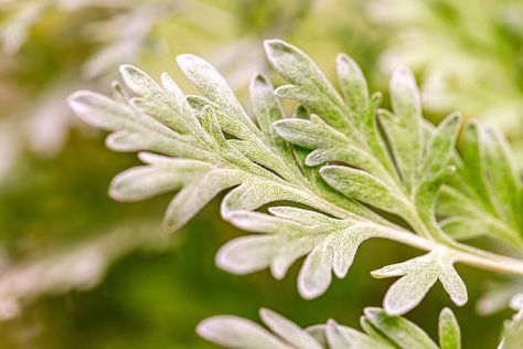 Wormwood: Magical Properties, Benefits & Uses | Terravara Wormwood Magical Properties, Wormwood Benefits, Artemisia Absinthium, Sweet Woodruff, Northern Africa, Peach Pit, Spell Books, Magical Herbs, Herbal Magic