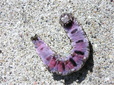 weird caterpillar, catocala ilia | Flickr - Photo Sharing! Caterpillar Species, Types Of Caterpillars, Pink Caterpillar, Caterpillar Tattoo, Colorful Caterpillar, Chinese Water Dragon, Whites Tree Frog, Blue Tongue Skink, Pet Ferret