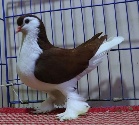 Lahore Pigeon, Silly Birds, Pet Pigeon, Pigeon Breeds, Unusual Animals, Pretty Animals, Silly Animals, Pretty Birds, Weird Animals