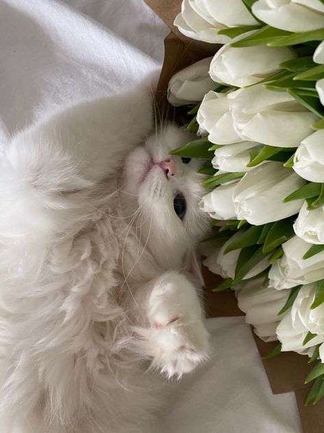 White Cat, Tulips, Flowers, White, Instagram