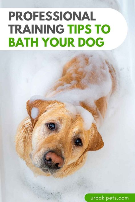 Are you ready to tackle bath time like a pro? Look no further than McCann Dog Training's simple yet effective dog bathing hacks. Whether your pup is a water enthusiast or bath time is their worst nightmare, these tips will help you breeze through the process with ease. Understanding Your Dog's Bathing Preferences Every dog is unique, and their feelings towards bath time can vary greatly. Some dogs eagerly dive into the water, while others protest at the mere mention of a bath. Dog Bathing Tips, Dog Bathing, Puppies Tips, Elderly Dogs, Special Friends, Animal Training, Dog Bath, Dog Hacks, Pet Rabbit