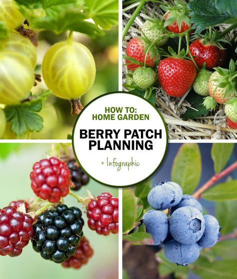 Ideas for the Home Garden - Creating a Berry Patch: Plant Selection and Combinations Grow Berries, Fruit Garden Layout, Berry Patch, Berry Garden, Growing Fruit Trees, Berry Plants, Berry Bushes, Garden Plan, Survival Gardening