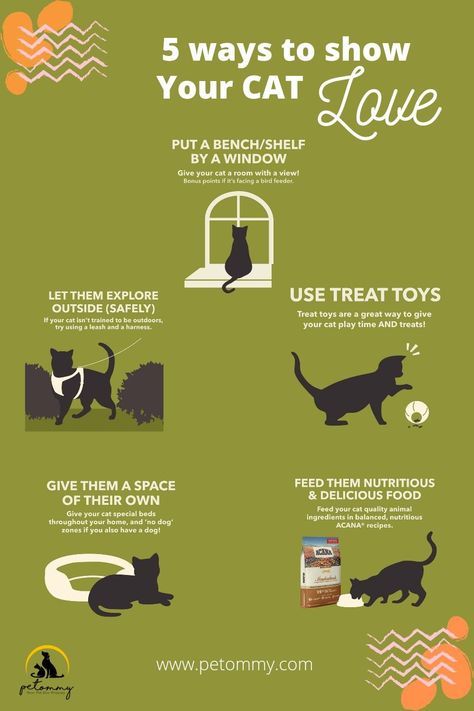 Cute Cat Tower, First Time Cat Owner, Cat Advice, Getting A Kitten, Cactus Cat, Cat Language, Cat Hacks, Cat Care Tips, Kitten Care