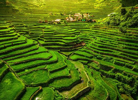 Banaue Rice Terraces, Terraced Landscaping, Banaue, Highland Village, Puerto Princesa, Socotra, Rice Fields, Rice Terraces, Guilin