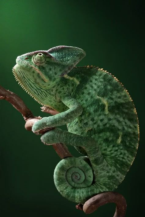 Reptiles and amphibians photographed by Igor Siwanowicz Chameleon Photography, Chameleon Art, Cute Reptiles, Animal Sketches, Reptiles And Amphibians, Weird Animals, Animal Wallpaper, Animal Photo, Exotic Pets