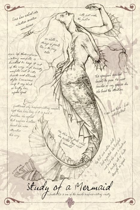 Lexicon  Monster Anatomy - Fantasy Art Faces Sketching, Sketching Faces, Sketching Portrait, Art School Portfolio, School Portfolio, Mermaid Sketch, Artist Study, Anime Mermaid, Mermaid Photos