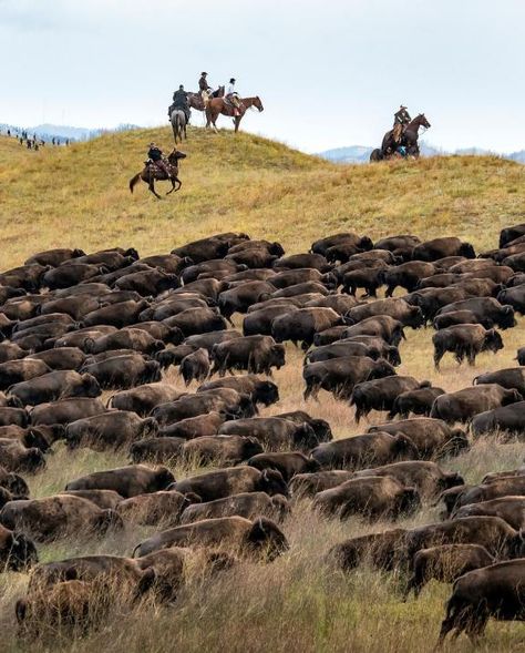 South Dakota Buffalo Round Up, Buffalo Roundup Custer State Park, Custer State Park South Dakota, Custer South Dakota, South Dakota Road Trip, South Dakota Vacation, South Dakota Travel, California Roadtrip, Custer State Park