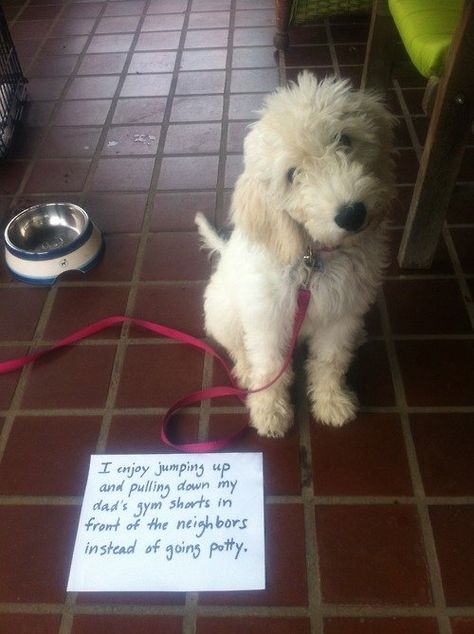 Dog Shaming Photos, Dog Shaming Funny, Pet Shaming, Cat Shaming, Animal Shaming, Dog Shaming, Bad Dog, Funny Animal Pictures, Dog Memes