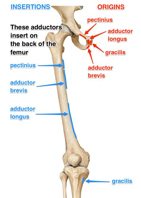 Adductors are the muscle of the month! Learn where this muscle group is located in the body, what their actions are and how we use them in yoga practice. Muscle Attachments Anatomy, Adductor Muscles, Lower Limb Muscles, Hip Anatomy, Physical Therapy School, Human Muscle Anatomy, Muscle System, Physical Therapy Student, Physical Therapist Assistant