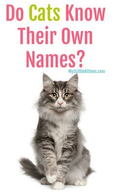 Ever Wonder If Cats Know Their Own Names? Your Kitty Questions Answered! #cats #my3littlekittens #catowners #catcare #catbehavior Cat Questions, Cat Info, Cat Talk, Cat Spray, Cat Care Tips, Kitten Care, Cat Parenting, Cat Training, Cat Behavior