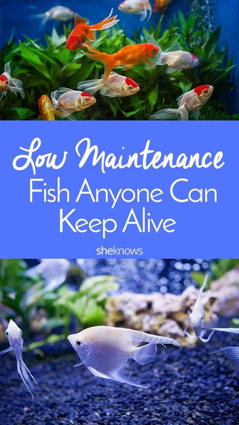 6 Easiest Pet Fish to Keep Happy  Alive – Page 6 – SheKnows Fish Tank For Kids, Delicious Fish Recipes, Dangerous Fish, Fish Tank Themes, Low Maintenance Pets, Goldfish Tank, Small Fish Tanks, Betta Aquarium, Tropical Fish Tanks