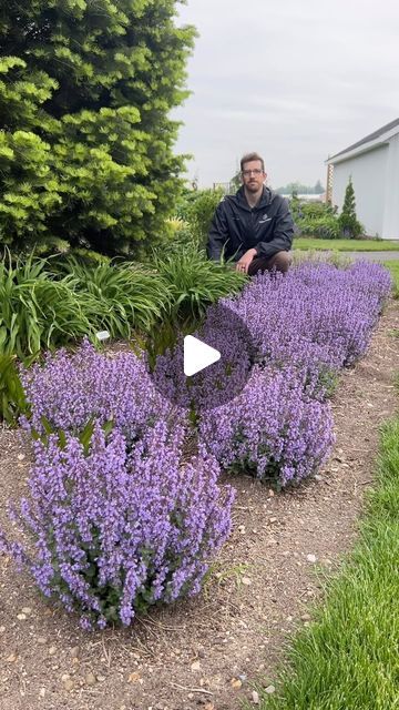 Nepeta Companion Plants, Cats Pajamas Nepeta, Cat Pajamas, Dog Kennel, Perennial Plants, Drought Tolerant, Cut Flowers, Check In, Garden Inspiration