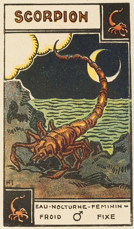 Scorpio Art, Vintage Tarot, Tarot Astrology, Tarot Cards Art, Tarot Art, Zodiac Art, Art Collage Wall, Room Posters, Bucky Barnes