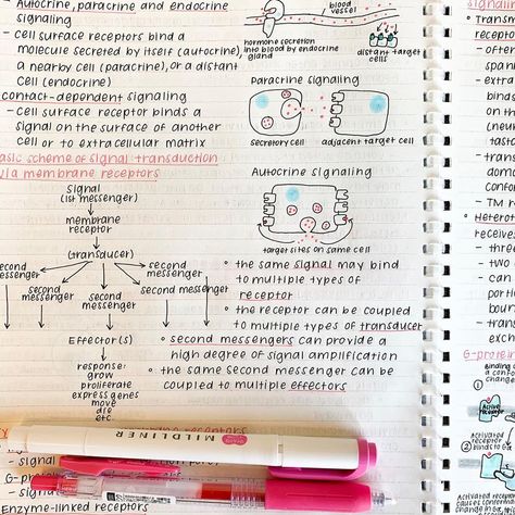 studygram on Instagram: “Cell signaling :)” Notes Biology, Cell Signaling, Mcat Study, Neat Handwriting, Study Corner, Medical School Essentials, College Essentials, Biology Notes, Pretty Notes