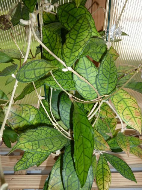 Hoya finlaysonii (Wax Plant) Blooming Succulents, Wax Plant, Plants Pattern, Green Veins, Trendy Plants, Growing Succulents, Bathroom Plants, Desert Plants, Plant Pattern