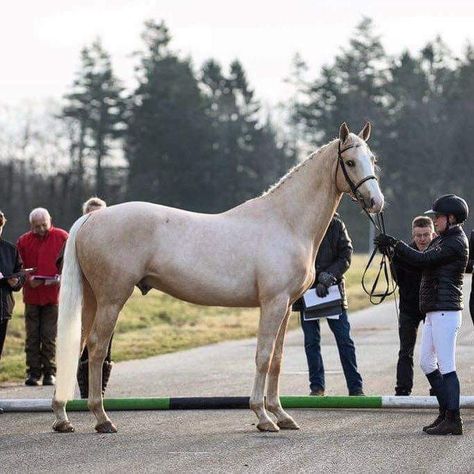 Palomino Warmblood, Horse Confirmation, Hanoverian Horses, Swedish Warmblood, Horses Aesthetic, Warmblood Stallion, Warmblood Horses, Pony Breeds, Palomino Horse