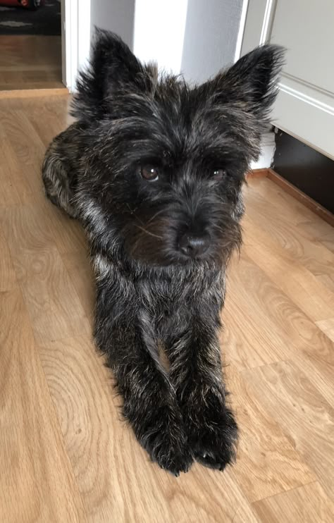 Carin Terrier Haircut, Cairn Terrier Haircut, Sky Terrier, Carin Terriers, Dog Bucket List, Terrier Haircut, Carin Terrier, Cairn Terrier Puppies, Scottish Terrier Puppy