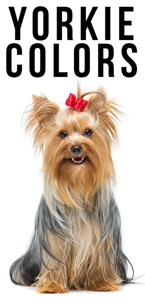 Yorkie Colors - Find Out All The Possible Colors Of This Distinctive Breed Yorkie Terrier Colors, Yorkshire Terrier Colors, Yorkie Terrier Haircuts Female, Yorkie Haircuts Female, Short Yorkie Haircut, Golden Yorkie, Cute Yorkie Haircut, Silver Yorkie, Yorkie Teddy Bear Cut