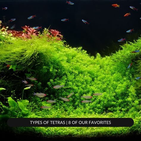 Every aquarist has heard of popular tetra species like the neon tetra, cardinal tetra, and black skirt tetra. But did you know there’s more? 🤓 There are actually hundreds of different types of tetras, many of which you can keep in your aquarium. Most are stunningly colorful and easy to care for. 🪸🌊

Find out the types of tetras when you read the blog in our website! 🔗📲 Cardinal Tetra, Tetra Aquarium, Fish Facts, Schooling Fish, Aquarium Store, Neon Tetra, 55 Gallon, Fish Care, Aquarium Design