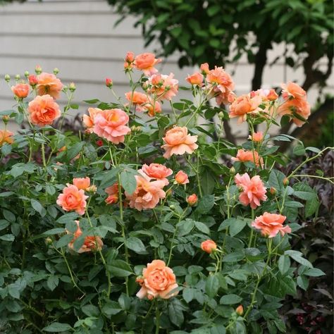 AT LAST® Rose - Proven Winners ColorChoice Flowering Shrubs At Last Rose Landscape, At Last Rose, Deer Proof Plants, Rose Fertilizer, Landscaping With Roses, Knockout Roses, Shade Shrubs, Rose Scent, Growing Hydrangeas