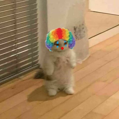 Clown Cat Pfp, Clown Profile Picture, Pfp Clown, Clown Animals, Clown Pfp, Cat Clown, Clown Meme, Clown Core, Black Cat Painting