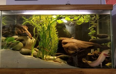 Axolotl Tank, Fish Tank Themes, Fish Tank Terrarium, Cool Fish Tanks, Fish Tank Design, Fresh Water Fish Tank, Aquarium Setup, Betta Tank, Aquascape Aquarium