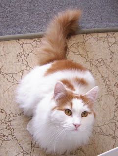 I want a Turkish Van Cat like this one. They are nicknamed "The Swimming Cats" cause they love water. Swimming Cats, Turkish Van Cats, Turkish Van, Cat Napping, Cat Purr, Söt Katt, Long Haired Cats, Domestic Cat, Beautiful Animals