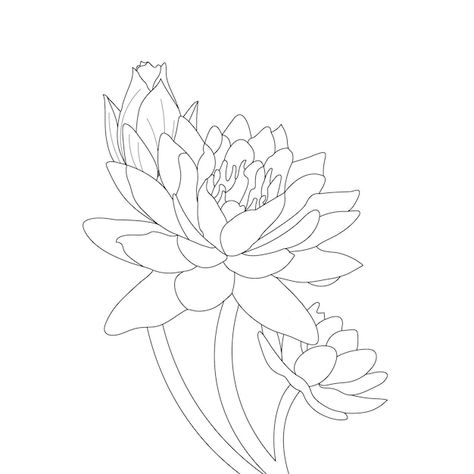 Water Lily Drawing, Lily Drawing, Flower Vector Illustration, Flower Stencils, Lilies Drawing, Flower Sketch, Flower Vector, About Water, Flower Sketches