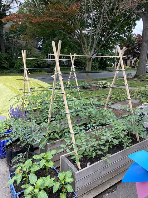 Tomato Stands Ideas, T Post Tomato Trellis, Diy A Frame Trellis, Homemade Tomato Cages, Diy Bamboo Tomato Trellis, Best Tomato Trellis Ideas, A Frame Tomato Trellis, Tomatoe Support Ideas Diy, Wooden Tomato Cages