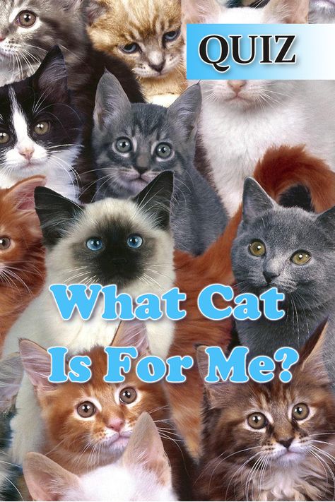 This quiz will reveal which cat breed is best for your personality. #quiz #cat #catquiz #quizzes Different Types Of Cats Breeds, What Cat Am I Quiz, What Cat Are You, Cutest Cat Breeds, Cat Types, Types Of Cats Breeds, Fluffy Cat Breeds, Cat Breeds Chart, Cat Personality