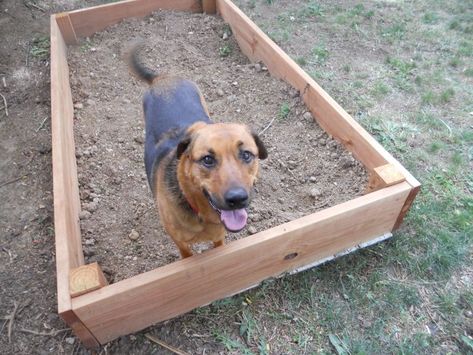 Sandbox For Dogs, Dog Digging Area, Backyard Dog Area, Dog Digging, Sitting Dog, Dog Area, Dog Information, Dog Training Techniques, Best Dog Training