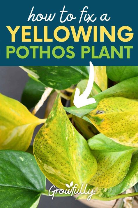 Your pothos leaves are turning yellow for a reason! Let's look at the possible causes and how to fix them, so you can grow pothos with healthy leaves. Pathos Plant, Plants Guide, Pothos Plant Care, Plant Leaves Turning Yellow, Yellow Plants, Plant Care Houseplant, Pothos Plant, Natural Cold Remedies, Plant Guide