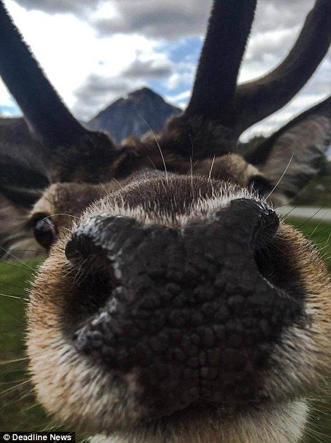 Funny Stag Photos, Animal Close Up, Hirsch Silhouette, Animal Noses, Funny Deer, Animal World, List Of Animals, Silly Animals, The Nose