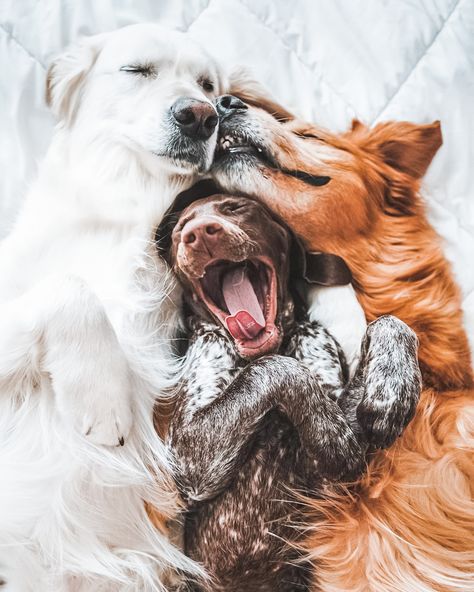 Dog Cuddles, Cute Dog Photos, Pet Photography, Dog Photography, Adorable Animals, Dog Photos, Animals Friends, Dog Life, I Love Dogs