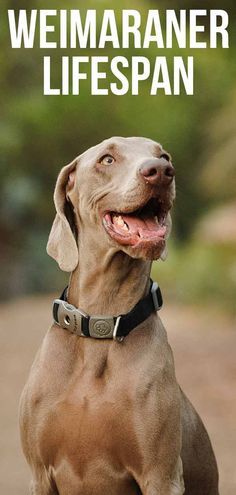 Blue Weimaraner Puppy, Blue Lacy Dog, Blue Weimaraner, Quotes About Dogs, Weimaraner Puppies, Dogs Quotes, Blue Lacy, Easiest Dogs To Train, Weimaraner Dogs