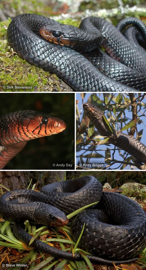 Photographs of Eastern Indigo Snakes. If you are lucky, you might have the blessing of having one in your yard. Let him stay - he will keep venomous snakes away. Big Snakes, Indigo Snake, Lose Respect, Snake Enclosure, Sound Science, North American Animals, Snake Wallpaper, Snake Drawing, Venomous Snakes