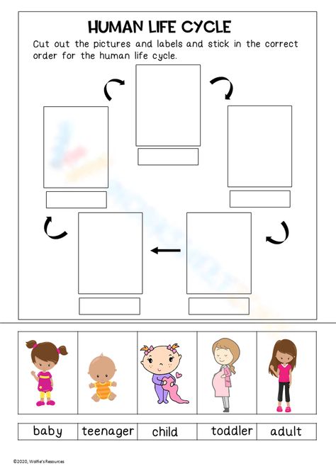 Preschool Life Cycle Activities, Life Cycle Worksheet, Shape Activities Kindergarten, Human Life Cycle, Human Genetics, Human Growth And Development, Cycle For Kids, Human Population, Teaching Lessons Plans