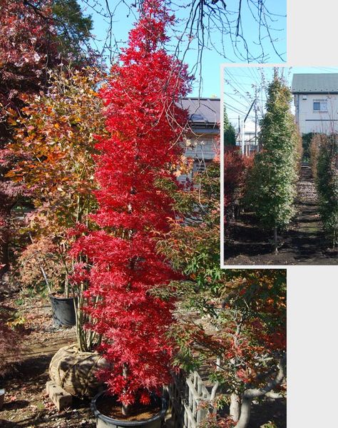 columnar trees | narrowly columnar maples- UBC Botanical Garden Forums Small Yard Landscaping, Columnar Trees, Privacy Landscaping, Maple Trees, Japanese Maple Tree, Acer Palmatum, Ornamental Trees, Japanese Maple, Small Yard