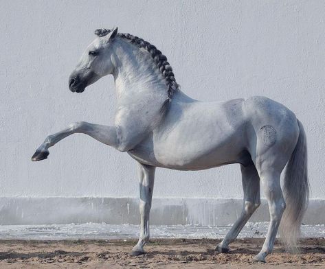 Pre Stallion, Lustiano Horses, Andalusian Horses, Lusitano Horse, Spanish Horse, Fox Pictures, Andalusian Horse, Horse Aesthetic, Custom Horse