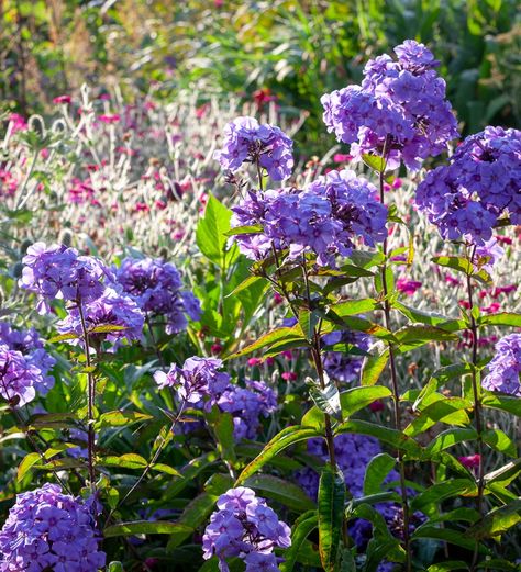 Lots Of Butterflies, Summer Planting, Phlox Paniculata, Sarah Raven, Biennial Plants, Planting, Perennials, House Plants, Soil