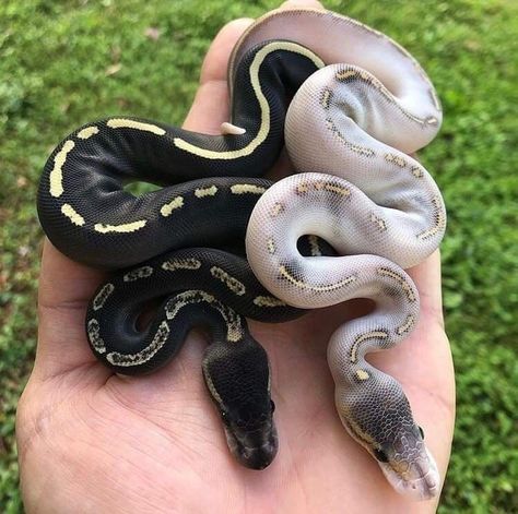 Pretty Ball Pythons, Baby Snakes Cute, Ball Python Cute, Aesthetic Snakes, Serpent Aesthetic, Snakes Cute, Cute Snakes, Snake Cute, Snake Species