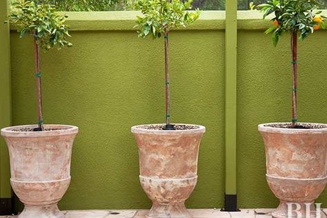 How to Pot a Fruit Tree That Will Adorn Any Space Miniature Fruit Trees, Garden Ideas For Small Spaces, Growing Wine Grapes, Small Fruit Trees, Grow Grapes, Potted Fruit Trees, Miniature Fruit, Tree Planters, Aquaponics System