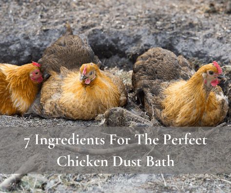 Chicken Dirt Bath, Chicken Dust Bath, Chicken Bath, Dust Bath For Chickens, Herbs For Chickens, Chicken Pecking, Urban Chicken Farming, Chicken Shed, Chicken Coop Run