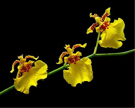 dancing orchid ladies | Flickr - Photo Sharing! Dancing Lady Orchid, Orchid Images, Oncidium Orchids, Orchid Photo, Yellow Orchid, Flower Therapy, Beautiful Orchids, Most Beautiful Flowers, Exotic Plants