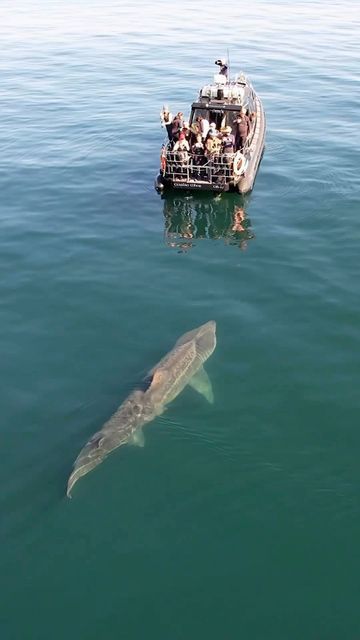 Basking Shark, Shark Pictures, Ocean Sailing, Species Of Sharks, Shark Art, Tiger Shark, Beautiful Sea Creatures, Underwater Creatures, Beautiful Sea