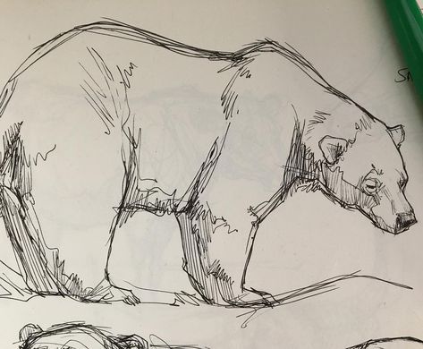 Polar bear #polarbear #bear #animaldrawing #zoosketching #animalsketch #animalart Polar Bear Drawing, Bear Sketch, Bear Tattoos, Bear Paintings, Bear Drawing, Bear Illustration, Bear Art, Animal Sketches, 귀여운 동물