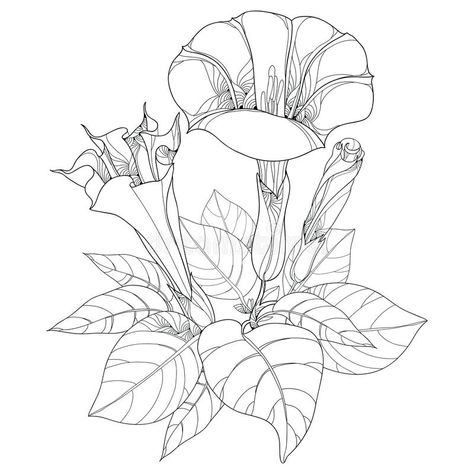 Ivy Plant Indoor, Poison Ivy Plants, Thorn Apple, Apple Tattoo, Wildflower Drawing, Apple Flowers, Garden Ideas Cheap, Ivy Plants, Poisonous Plants