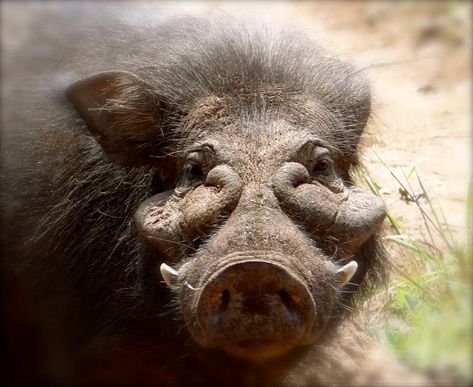 Big ole grunter. The giant forest hog as its name suggests is the largest species of pig in the world. Large specimens may grow as large 2.1m (approx 6 feet/11 inches) in length and more than 300kg (approx 660lbs)! #animals #nature #photography Wild Pig, Pig Family, Dream Pet, Cool Man, List Of Animals, Images Of Animals, Animal Anatomy, Animal Reference, Zoology