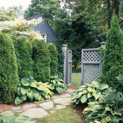 Backyard Privacy Screen, Courtyard Entrance, Green Giant Arborvitae, Giant Arborvitae, Shrubs For Privacy, Emerald Green Arborvitae, Privacy Hedge, Dreamy Places, Privacy Landscaping